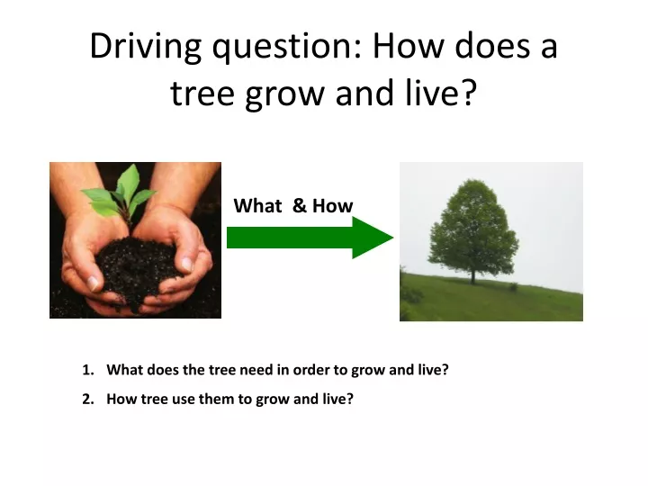 driving question how does a tree grow and live