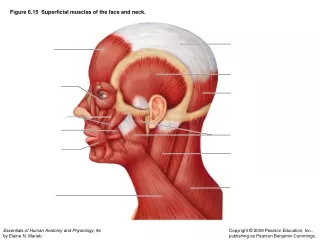 Figure 6.15  Superficial muscles of the face and neck.