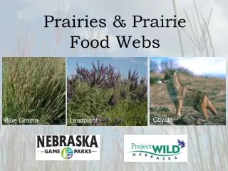 Prairies &amp; Prairie  Food Webs