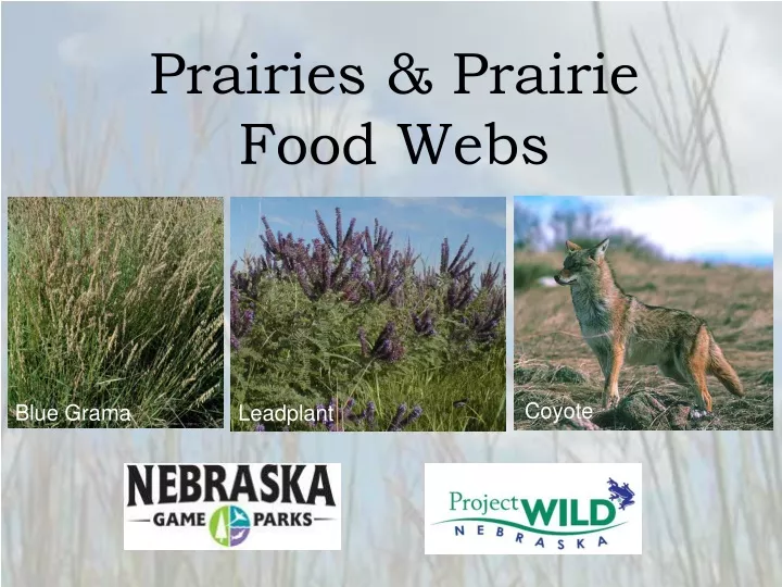 prairies prairie food webs