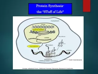 Protein Synthesis- the &quot;STuff of Life&quot;