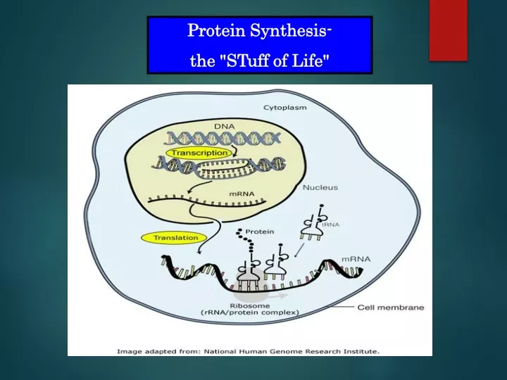 protein synthesis the stuff of life
