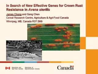 In Search of New Effective Genes for Crown Rust Resistance in  Avena sterilis