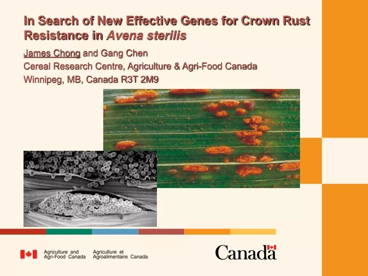 in search of new effective genes for crown rust