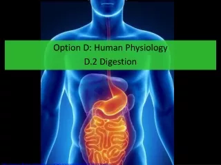 Option D: Human Physiology D.2 Digestion