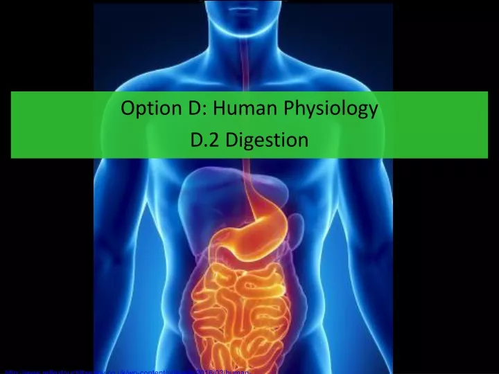 option d human physiology d 2 digestion