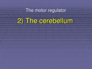 2) The cerebellum