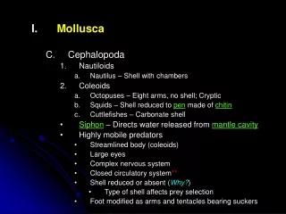 Mollusca Cephalopoda Nautiloids Nautilus – Shell with chambers Coleoids