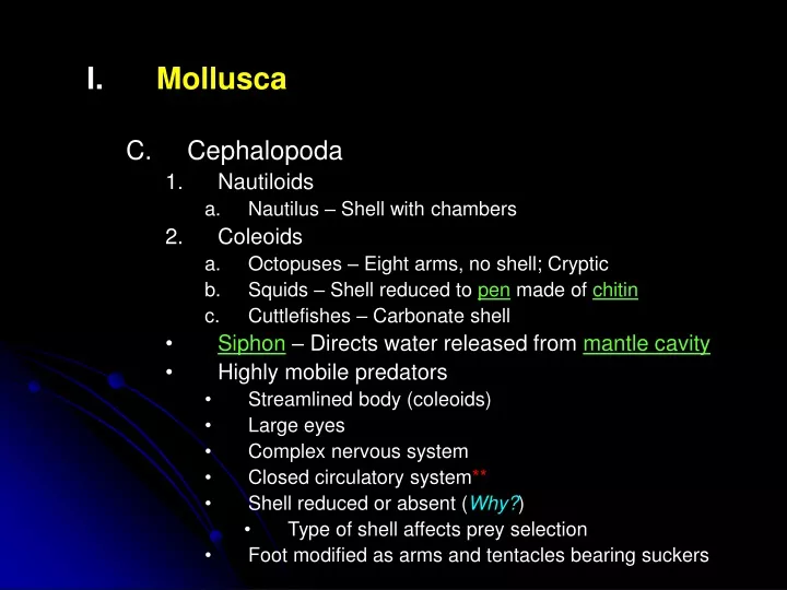 mollusca cephalopoda nautiloids nautilus shell