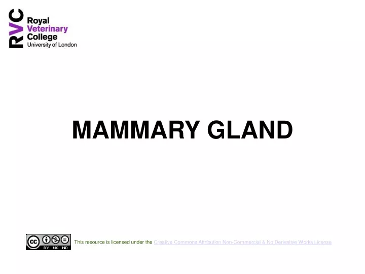 mammary gland