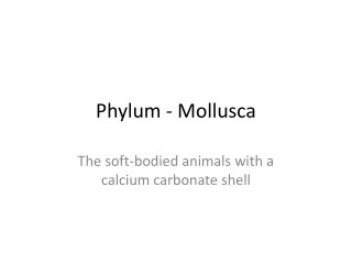 Phylum - Mollusca