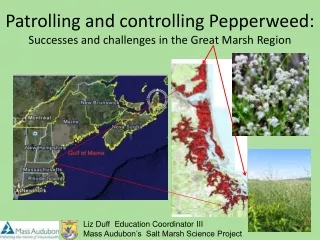 Patrolling and controlling Pepperweed:  Successes and challenges in the Great Marsh Region