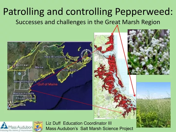 patrolling and controlling pepperweed successes and challenges in the great marsh region