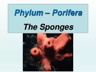 Phylum –  Porifera The Sponges