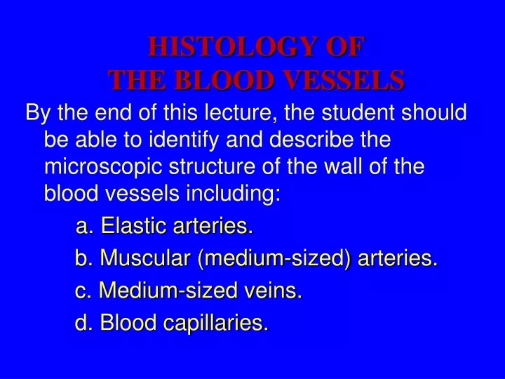 histology of the blood vessels