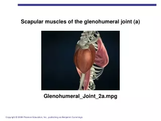 Scapular muscles of the glenohumeral joint (a)
