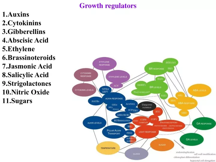 growth regulators auxins cytokinins gibberellins