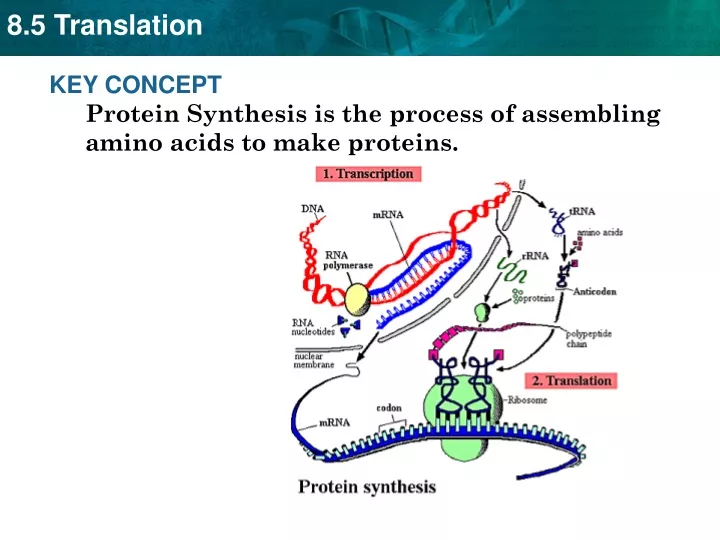 key concept protein synthesis is the process