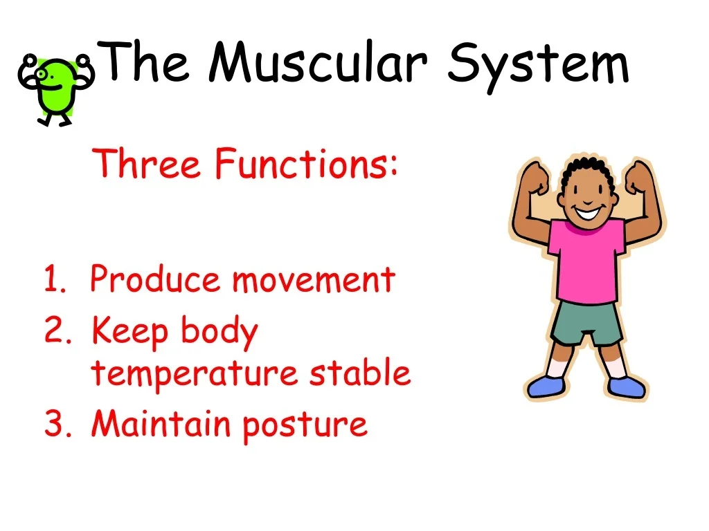 PPT - The Muscular System PowerPoint Presentation, free download - ID ...
