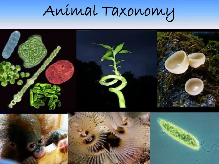 animal taxonomy