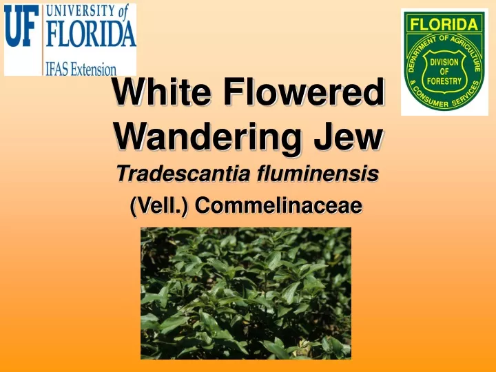 white flowered wandering jew