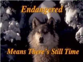 Endangered Means  There ’ s Still Time