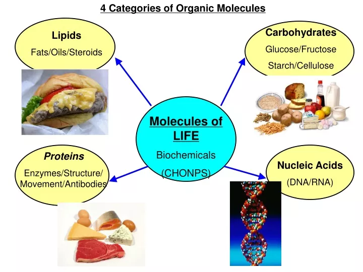 4 categories of organic molecules