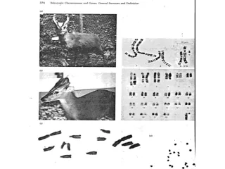 Polytene  Chromosomes of D.  melanogaster