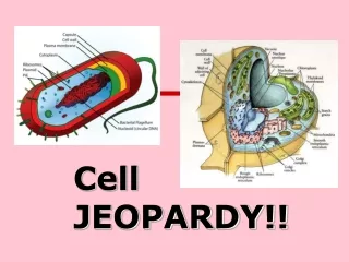 Cell JEOPARDY!!
