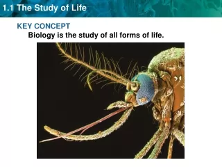 KEY CONCEPT  Biology is the study of all forms of life.