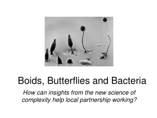 Boids, Butterflies and Bacteria