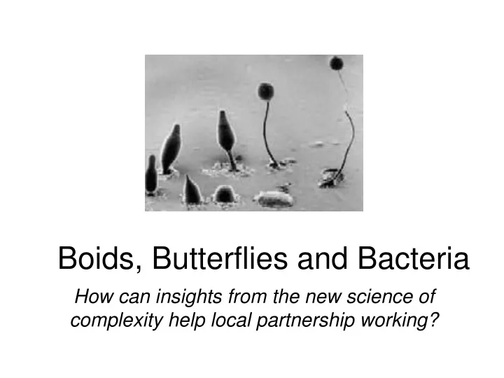 boids butterflies and bacteria