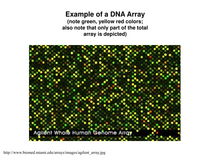 example of a dna array note green yellow