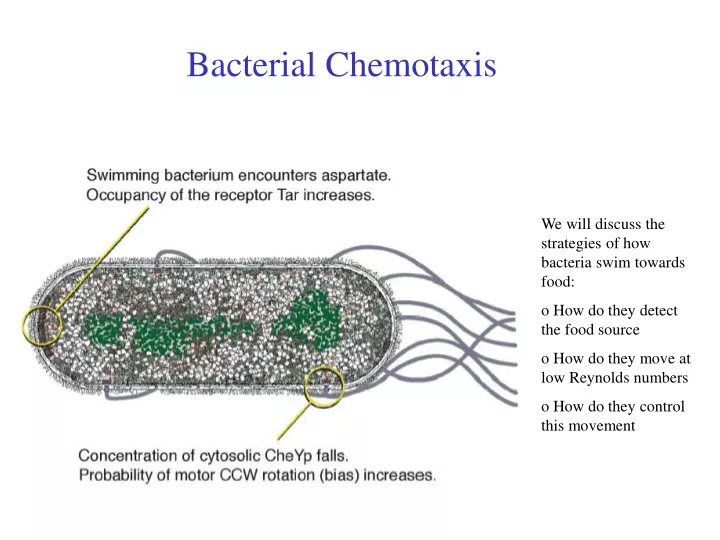 bacterial chemotaxis