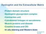 Dystrophin and the Extracellular Matrix