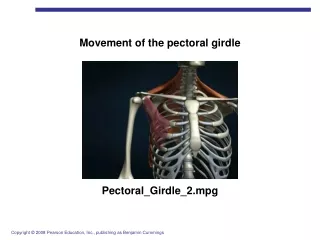 Movement of the pectoral girdle