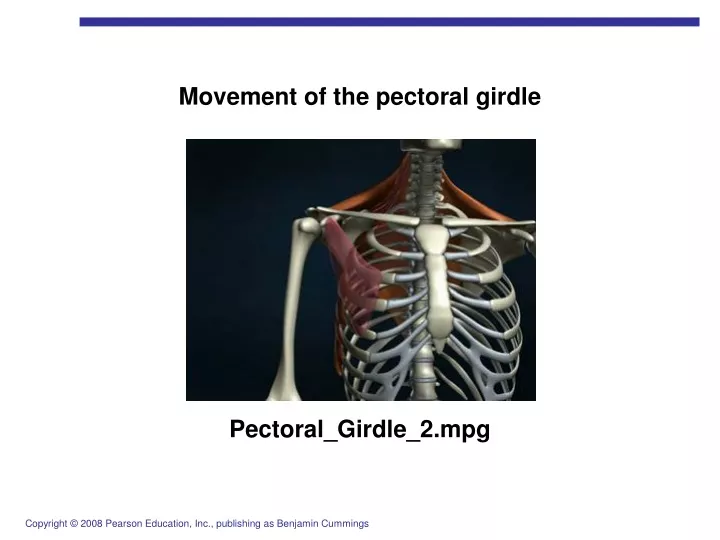 movement of the pectoral girdle
