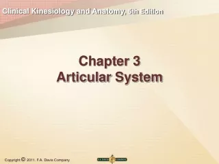 Chapter 3 Articular  System
