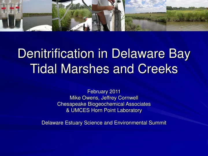 denitrification in delaware bay tidal marshes and creeks