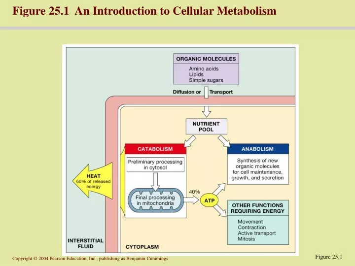 figure 25 1 an introduction to cellular metabolism