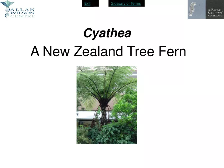 a new zealand tree fern