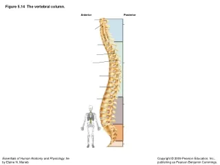 Figure 5.14  The vertebral column.