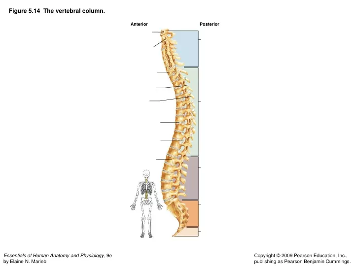 figure 5 14 the vertebral column