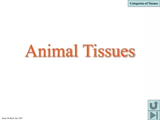 Animal Tissues