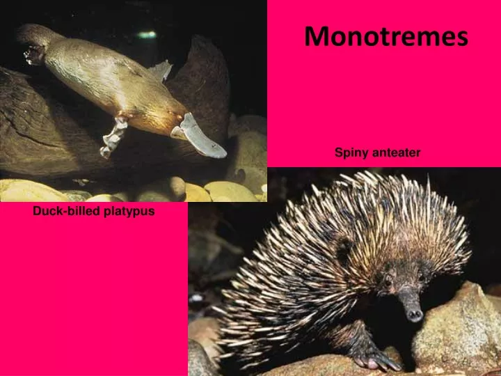 monotremes