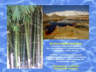 Bamboo Phytoremediation A holistic, long-term solution  for rehabilitation of contaminated soil