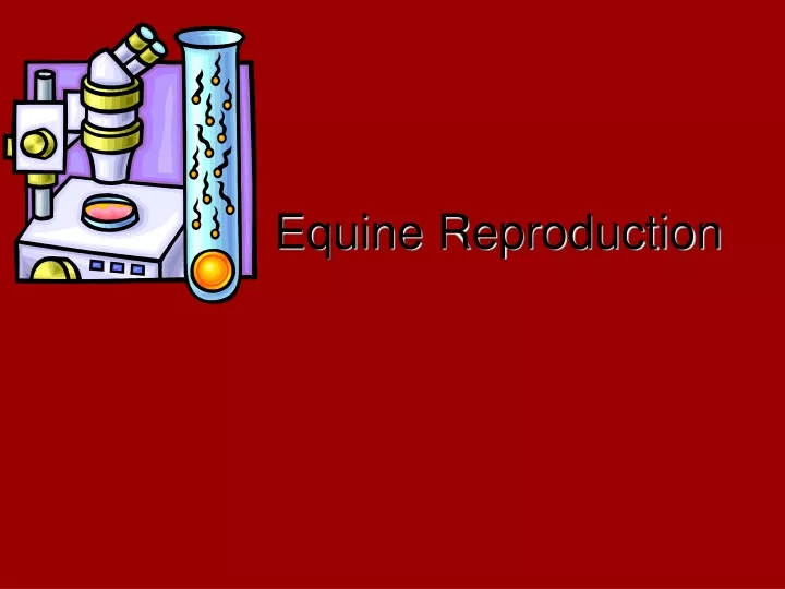 equine reproduction