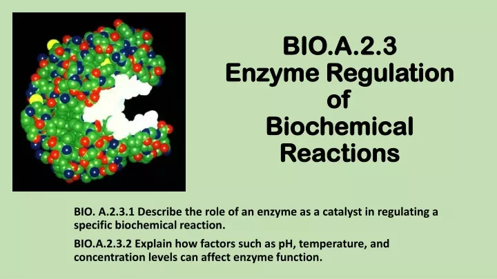 bio a 2 3 enzyme regulation of biochemical reactions