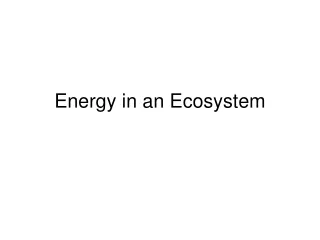 Energy in an Ecosystem