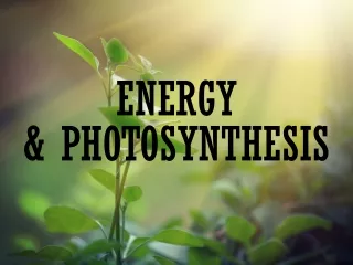 Energy &amp; Photosynthesis